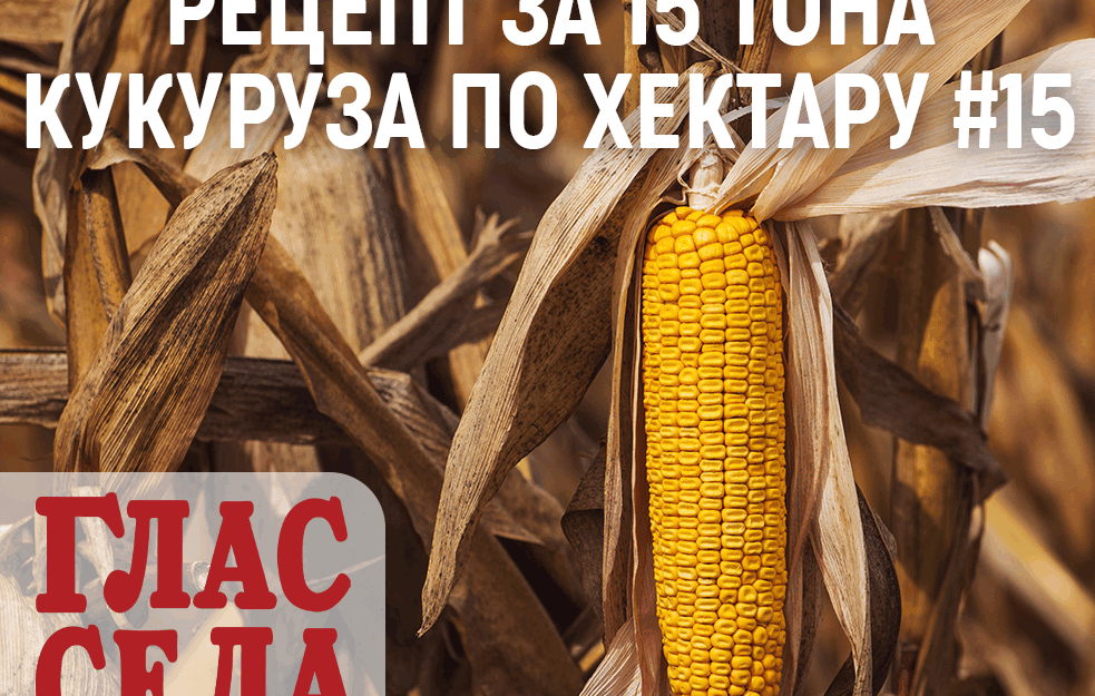 Recept za 15 tona kukuruza po hektaru